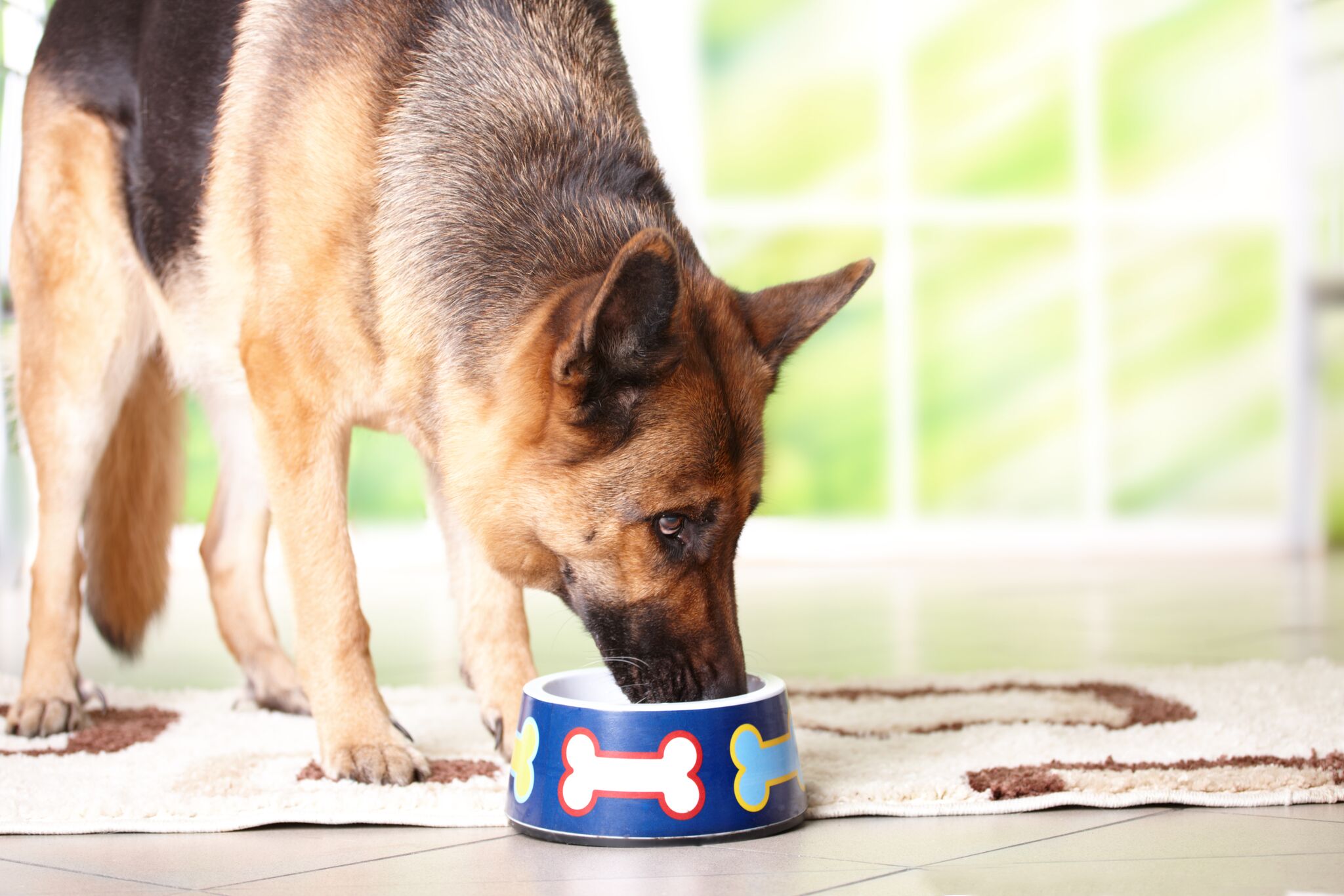 מדוע תזונה בעלת חלבון גבוה כל כך טובה לכלבים?