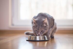 כמה בשר חתול צריך לאכול בכדי להישאר בריא?